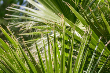 Close-up of green palm leaves in sunlight