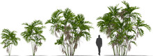 Rainforest Palm Tree Chamaedorea Costaricana Hq Cutout For Arch Viz Transparent Shadows 70%