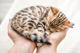 Bengal Kitten sleeping on Hands