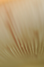 Abstract Macro Closeup Of Bottom White Of Mushroom Fungus