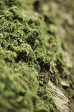 Background Of Abstract Macro Closeup Of Green Moss On The Rock
