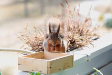 A Fluffy Squirrel Eating Seeds From A Feeder On A Balcony. Selective Focus