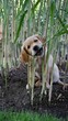 Süßer Golden Retriever Welpe spielt im Bambus Strauch. 