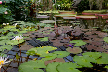 Wall Mural - magic bright water lily or lotus flower perry's orange sunset in pond. nymphaea with water drops, re