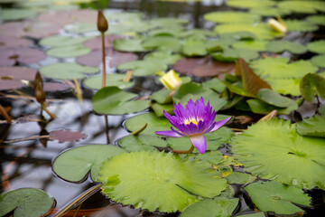 Wall Mural - magic bright water lily or lotus flower perry's orange sunset in pond. nymphaea with water drops, re