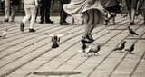 Fototapeta  - Dancing with pigeons