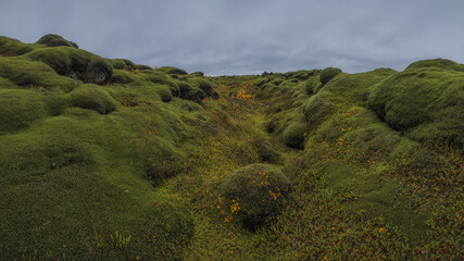 Icelandic green moss. Eldhraun Lava fields. 