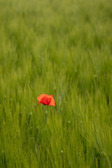 Wall Mural - red poppy in a field