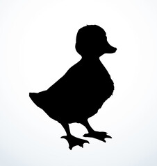 Poster - Cute duckling. Vector outline drawing