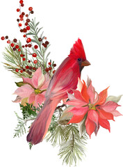 Poster - composition with pine branches, poinsettia and northern cardinal