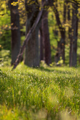 Poster - grass in the forest