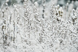 Białe Święta, ośnieżone krzewy i trawy. Białe pola i łąki. Zima, mróz i śnieg. Zasypało pola.