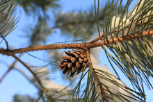 Winter Background With A Pine Cone On A Blue Sky Background. Selective Focus.