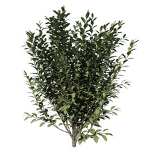 Front View Of Plant (Ligustrum Ovalifolium Korean Privet 1) Tree Png