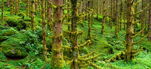 Amazing nature landscape view of north scandinavian forest. Spruce forest with moss. Location: Scandinavian Mountains, Norway. Artistic picture. Beauty world. Panorama