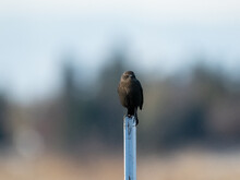 Black Bird Alone Up Close