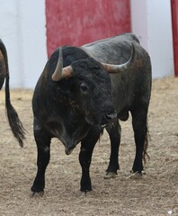 Wall Mural - bull spanish with big horns in the corrals