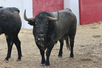 Wall Mural - bull spanish with big horns in the corrals