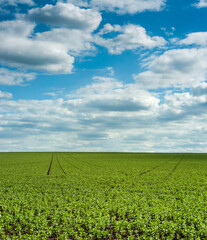 Wall Mural - Vicia faba field with beautiful sky, the faba bean, a flowering plant in the legume family