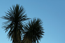 Beautiful Palm Tree With Green Leaves Against Blue Sky, Low Angle View. Space For Text