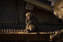 This Photograph Shows A Wild Baby Macaque Monkey Sitting On The Edge Of A Traditional Style Edo Roof And Eating A Snack.