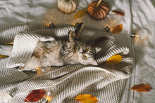 A Cute Cat On A Soft Sweater On A Bed With Decorative Garland. Autumn Or Winter Concepts. Hygge Concept.