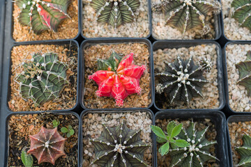 Wall Mural - Miniature cactus pot decorate in the garden, various types beautiful cactus market or cactus farm