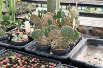 Wall Mural - Miniature cactus pot decorate in the garden, various types beautiful cactus market or cactus farm