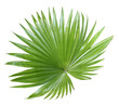 tropical nature green fan palm leaf on transparent background png file