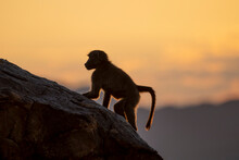 Chacma Baboon Or Cape Baboon (Papio Ursinus) Juvenile Climbing A Rock. Northern Cape. South Africa.