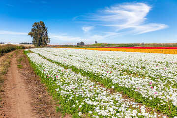 Canvas Print - Picturesque fields of flowers