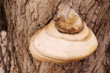 Poster - big mushroom on poplar tree