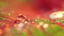 Close-up Shot In Slow Motion.The Morning Sun Shines On The Bright Red-green Leaves. After The Rain, Many Water Droplets On The Leaves Rolled Around. Glisten And Sparkle When Exposed To Sunlight.