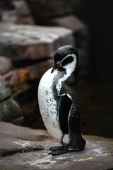 Canvas Print - Vertical shot of a penguin with black and white plumage standing on a rock in a zoo