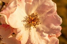 Closeup Of A Pink Dog-rose Under The Sunlight