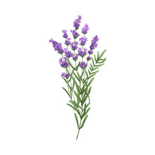 Lavender Flowers, French Blossomed Violet Flora. Provence Floral Plant, Herbs Drawing. Purple Lavendar Stems. Lavanda Blooms. Hand-drawn Graphic Vector Illustration Isolated On White Background