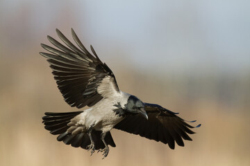 Bird - Hooded crow Corvus cornix in amazing warm background Poland Europe