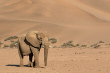 Desert Elephant 
