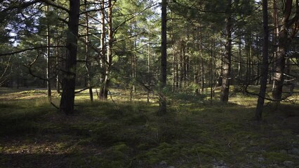 Wall Mural - Walk through the coniferous forest in the dunes of the Baltic. Green bright moss on the path between the trees. Sunny warm day in early autumn in Latvia.