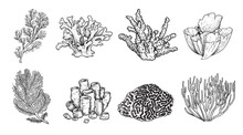 Hand Drawn Sketch Style Various Corals Set. Tropical Reef Elements. Best For Educational And Nautical Designs. Vector Illustrations Collection.