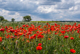 Fototapeta Maki - spring field of red poppies 