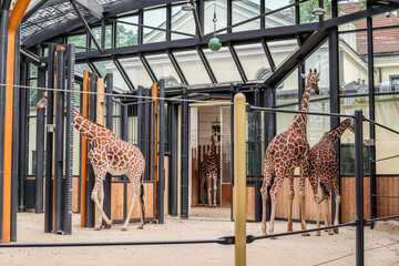 Wall Mural - Beautiful giraffes in zoological garden