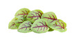 Red sorrel leaves isolated on transparent png