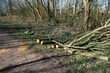 FU 2022-02-23 Windschaden 11 Am Wegrand liegen abgesägte Bäume