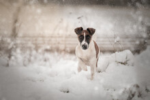Smooth Fox Terrier Snow Winter