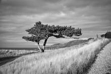 Pine Tree In Black And White Taken On A Meadow On The Coast Of Denmark.