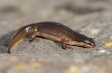 Closeup Shot Of A Palmate Newt (Lissotriton Helveticus) Crawling On The Wood