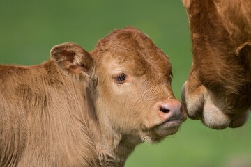 Poster - Portrait of a cute brown baby cow  in the meadow