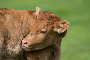 Poster - Portrait of a cute brown baby cow  in the meadow