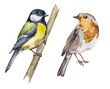 Watercolor set of birds. Titmouse and robin. Wintering birds. Winter and spring birds. Elements on a white background for the design and decoration of packaging, paper, textiles.